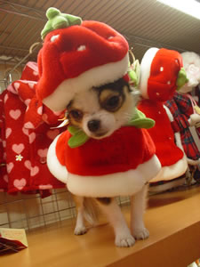 �}�U�[�K�[�f���ł͂��񑩂̂��Ԃ���̍U�߁B�X�̏ڍׂ̓N���b�N�I