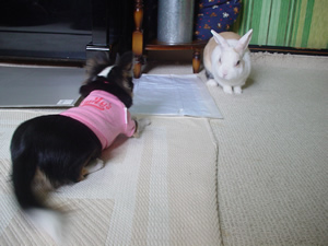 ���߂Ƃ����̂����̏��ΖʁB���ҋْ��̂��l�q�B