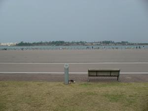 ����`�̌����B�����̍����_�����߁B�ޕ��ɂ̓X�C�J�ƃT�c�}�C���ŗL���ȌܘY����������B�g��̓N���b�N�I