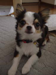 ���߂��u����v���o�����IClick to affirm.