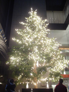 10���͂��낤����c���[�ɓ��s������t�͊F�����~�߂�B