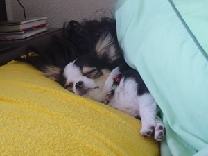 ���߂͍ŋߐQ�ڂ����B����l�l�����o�΂��Ƃ����̂ɂ܂��x�b�h�ŏn�����Ă�K���I