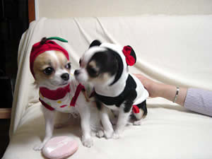 �p���_�ɂȂ��Ă��܂��B�ׂ͂Ȃ������ł��c