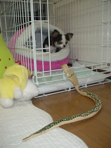 210�~�ł��̃��A�N�V�����͂��g�N�I