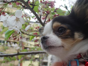 �����灕���߁@Click to Big