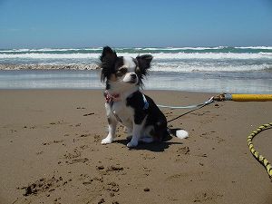 �ΐ쌧�痢�l�ɂāB�ł��񂹂�g�ɂ��������݂Ȃ��߁BClick to Big.