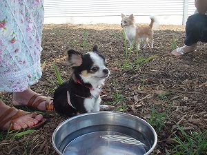 ���܂�̃A�c���ɐ������B�������ɂ���̂̓��r�݂ł��B