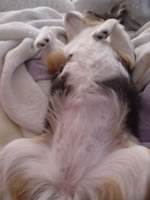 �A��čs���Ă��炦�Ȃ��������߂͂ӂĐQ�B����ɂ��Ă��X���S���Q�����BClick to Big.