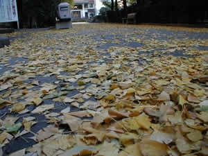 �����t�̓����V�����V�����ƕ����Ă����܂����B