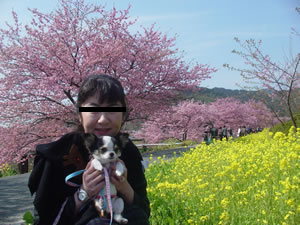 ��ɓ�����΂ł͍����؂̉Ԃ����J�ł����B�ڍׂ̓N���b�N�B