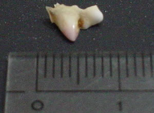 �K��������ł��甲�����炵���B��a��������̂��A�H�~�ɂ����肪�B