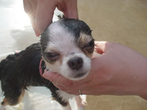 �G�C���A�`��