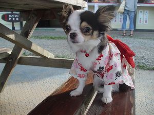 �ԉΑ��ɔ����A�R�X�v�������S�ł��BClick to Big.