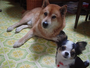 �݂肵���̂܂違����