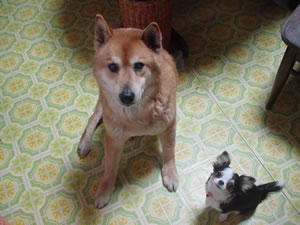 ���߂͐󑐂̂܂�i�Ō��j��ĺ�܂ł��ł����B2�C�Ń`�`�Y�I