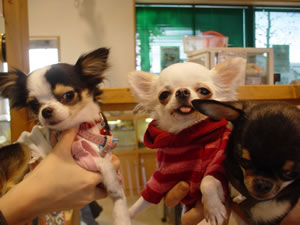 ���獇�킹�ɂ��߂������B���ڂł��񐧂��Ă��܂��B