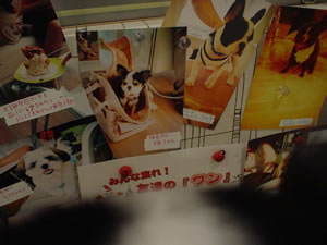 ���W���ɂ͂��߂̎ʐ^���I�Ȃ񂾂��ڽ��B���Ȃ݂ɉ��̃{�P�Ă�̂͂��߂̃A�^�}�ł��B