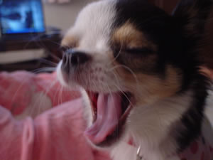 ���߂�������͂悤�I