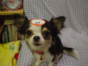 �ƂɋA���Ă��߂ƃA�\�Ԃ̂��R��̃����N�[�[�V�����B�҂��ĂĂȁA������A��łȁ` Click to Big.