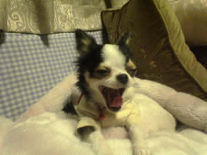 �������Ă��傤���Ȃ��A���Ķݼނł��B