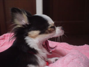 �n�k�Ȃ�ċC�ɂ��Ƃ߂Ȃ����ߔV�}