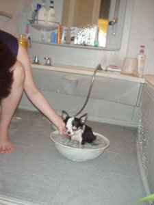 ���ꂽ�̂͂��ӂ�i���ʊ�j�Ž��؁I