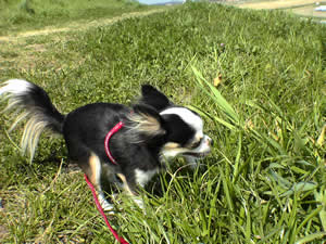 ʧʧ���Ȃ�����V�΂̑��ނ��~�������Ă͂��Ⴂ�ł܂����B