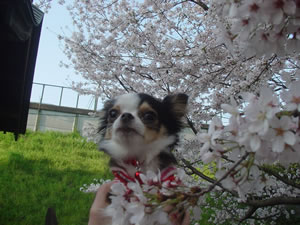 �Ԃт��H�ׂ邤�ߥ����޷�Ų���