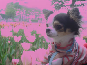 �`���[���b�v�Ɉ͂܂�޷�޿�I