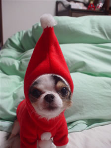 ���߂����X'mas�̏������[�ł�