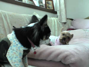 �܂߂̐H�ׂĂ���W���[�L�[�Ɏ���o�����Ƃ��邤�ߔV�}