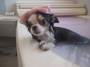 �����A���߂��U����������A�����C�ɓ��ꂽ�B����悳���H