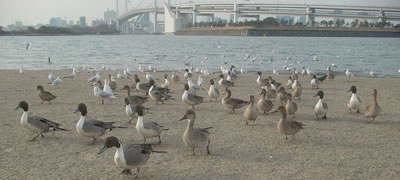 �J�����J�����̃G�T��100�~�B�y���߂܂����B