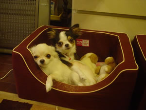 ���߂̓}������Ƃű��Ԃ��Ƃɗ]�O���Ȃ��悤�ł��B