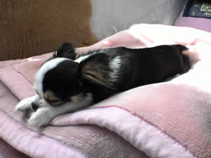 �̂тȂ���Q�Ă��邤�߂ł�����