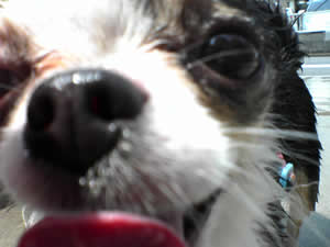 �߂��ł݂���޹�݂̂悤�ł�