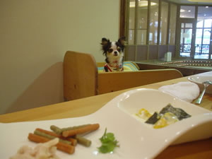 ��񂱗p�������C�ɂȂ��Ă��悤������܂���B���Ȃ݂ɑ��̊O�͎����h�b�O�����ł��B