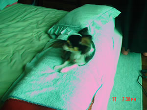 �x�b�h�ł��낢�ł������߂��N�����`