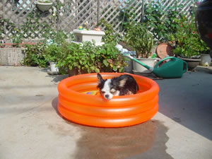 �v�[���փ_�C�u�B�����A���₪���Ă܂��B