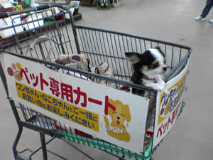 �n�^����݂�ƂȂ�ł��Ȃ��񂾂��ǂˁE�E�E