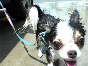 ����܃A�c���̂Ő����т������Ⴂ�܂����B