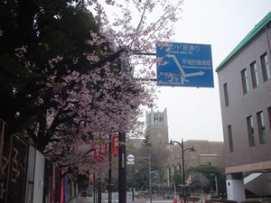 ���T�̍��������J���W�ō炢�Ă��܂�