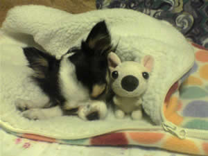 ���U����͔��Ŀ����Q����܂���zzz