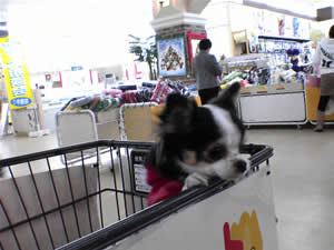 ����t�w�L�т��ăJ�[�g�������o���Ă܂��B