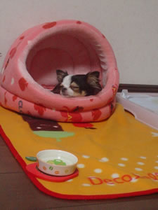 ���߂��Ƃ��Ă��q�}�����ł��B