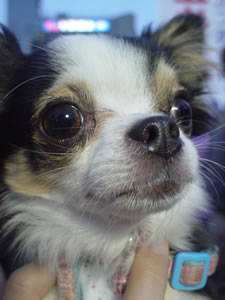 ���߂��^���ɕ��������Ă܂���