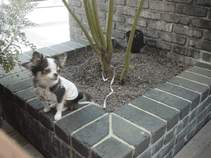 MACOU'S BAGEL CAFE�̃e���X�ɂāB