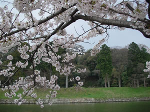 �����J�I�F����̏t�BClick to Big.