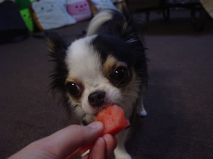 �R�ꂪ�������Ă���ԁA���߂͗��������r���O�ŃX�C�J�Ȃǂ��E�E�E