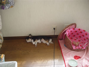 �����ͱ��̂Ń��r���O�ŃO�_^2�B�t���[�����O��������悤�ł��B